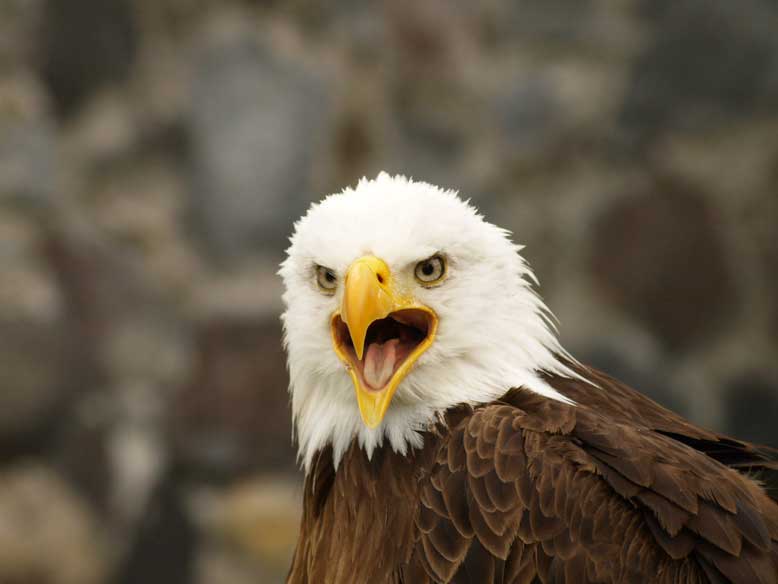 la gran estrella, un aguila calva o bold eagle